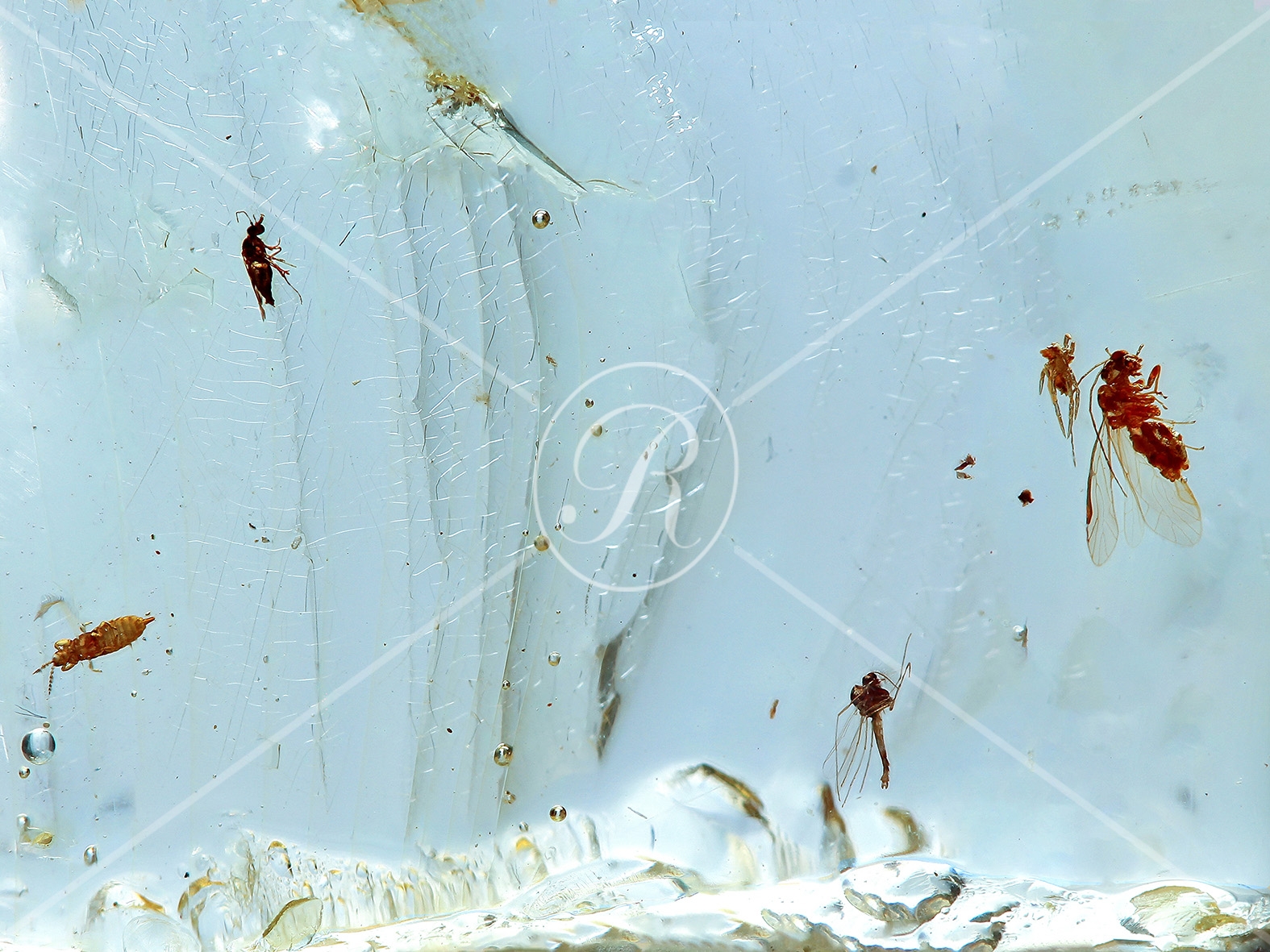 Watermark_204_N29 v1 .jpg